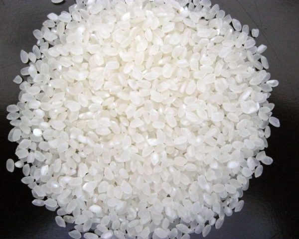 japonica rice